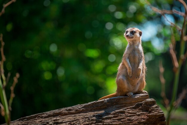 Merkat en el tronco