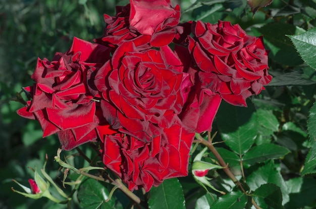 Merkmale des Anbaus von Rosen im Garten Anbau gesunder roter Rosen