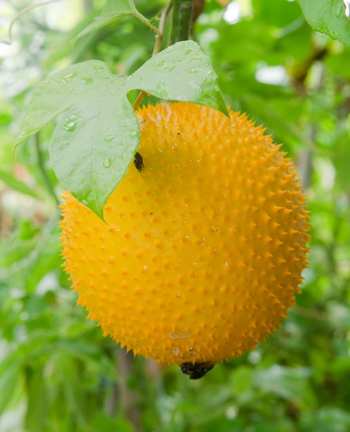 Merkwürdige Frucht in Thailand