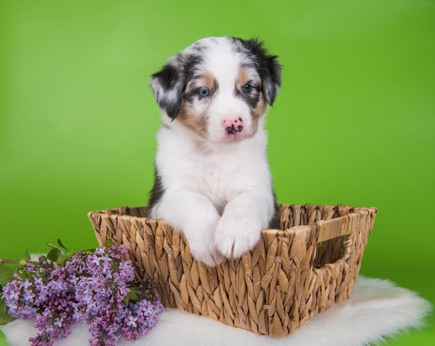 Merle vermelho pastor australiano filhote de cachorro lilás flores