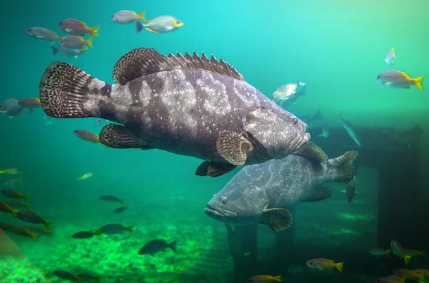 Mero gigante o pez mero manchado marrón nadando bajo el agua de mar verde