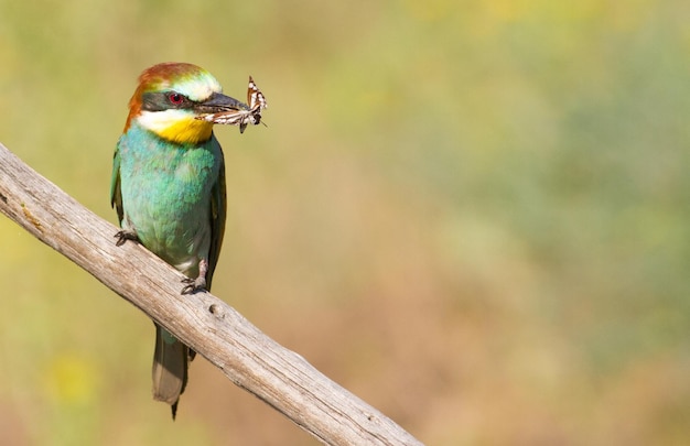 Merops apiaster abelha comum Com uma borboleta no bico