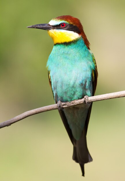 Merops apiaster Gemeiner Bienenfresser Nahaufnahme