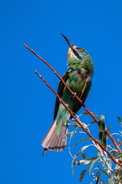 Merops persicus o beeeater de mejillas azules se sienta en la rama