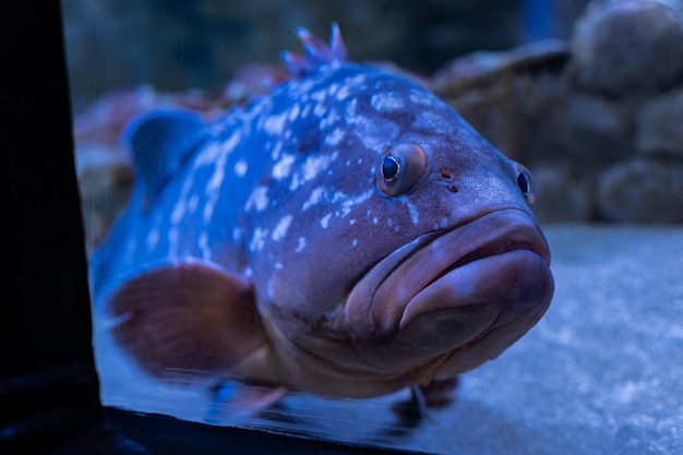 Los meros son peces de varios géneros de la subfamilia Epinephelinae de la familia Serranidae en el orden Perciformes.