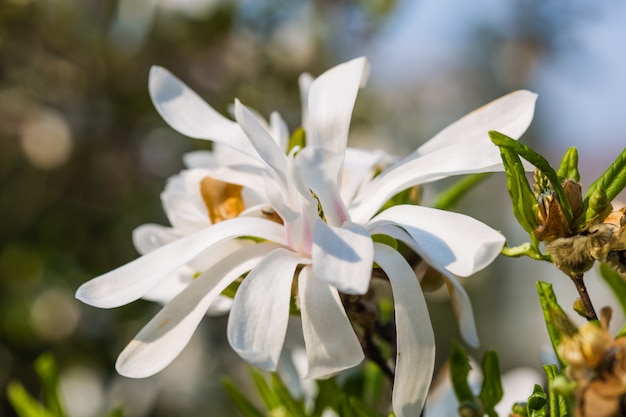 Merrill Star Magnolia, uma pequena árvore ou arbusto no jardim primavera.