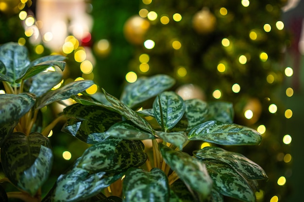 Merry xmasBlätter mit gelbem buntem Licht Abstraktes kreisförmiges Bokeh des Lichttunnels Weihnachtsbaumhintergrund Dekoration während der Weihnachts- und Neujahrsfestbeleuchtung