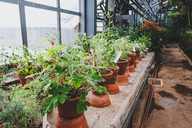 Mesa com muitos vasos de flores. Plantas crescendo em estufa. Viveiro de plantas, jardim botânico.