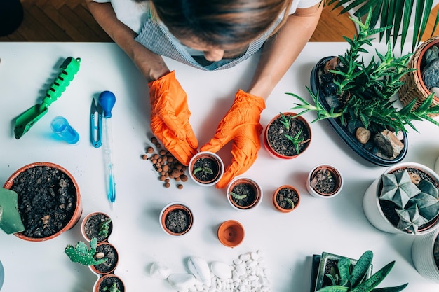 Mesa com vasos de plantas em casa