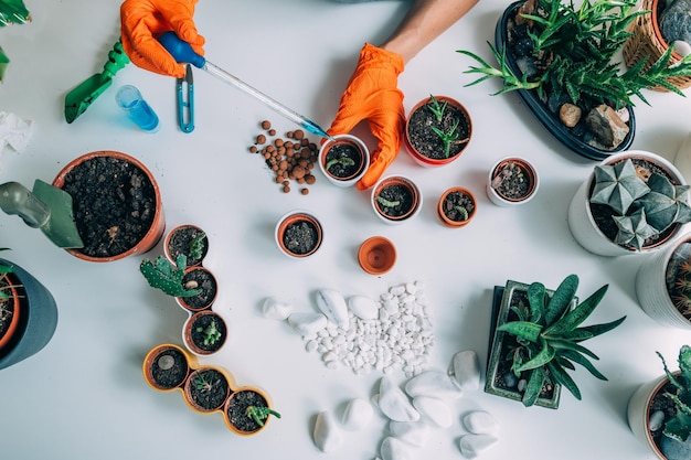 Mesa com vasos de plantas em casa