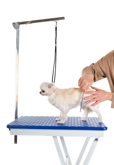 Mesa de grooming e cachorrinho