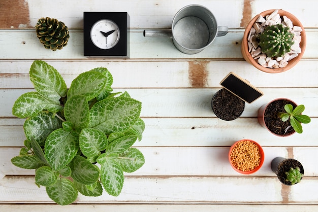 Foto mesa de jardinagem plana com violeta flamejante, cactos no vaso, luva e garfo em madeira vintage, superfície plana