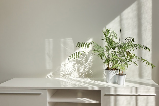 Mesa interior con estilo ecológico con plantas de interior naturales verdes y sombras en la pared de luz desde la ventana en un día soleado, copie el espacio. Lugar de trabajo ecológico.