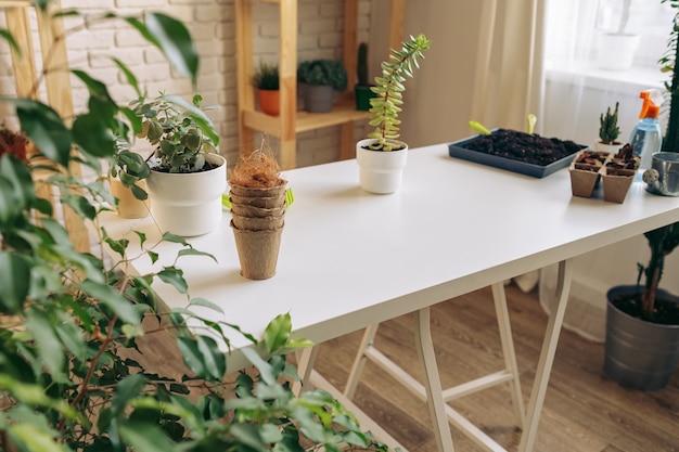 Mesa de jardinería con plantas y macetas vacías en una habitación