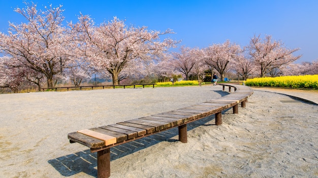 Mesa de madera y jardín de sakura con flor amarilla en Japón