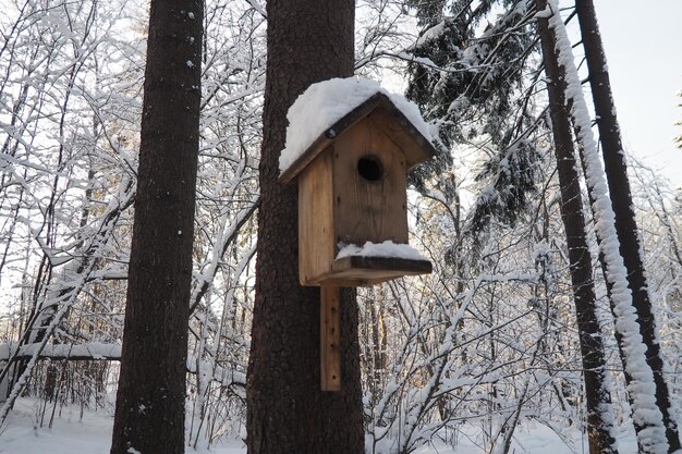 Una mesa o bandeja de alimentación de aves es un dispositivo colocado al aire libre para suministrar comida de aves a las aves Alimentación de aves Alimentadores de aves caseros proporcionan semillas pan o nueces Día de invierno helado en el bosque