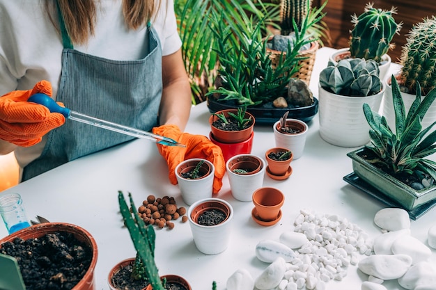 Mesa con plantas en maceta en casa