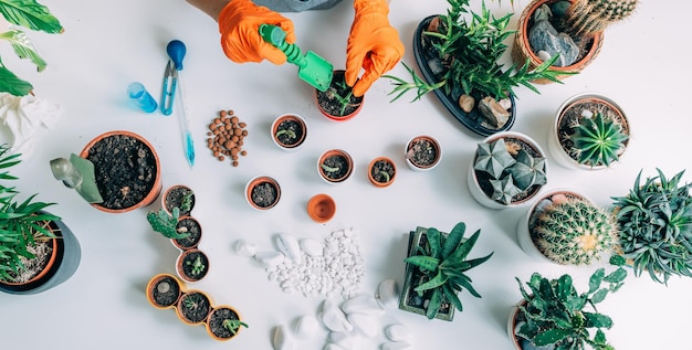 Mesa con plantas en maceta en casa