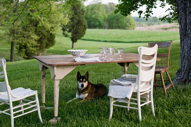 Una mesa puesta en un jardín con vajilla y cubertería de porcelana blanca Un perro vigilando debajo de la mesa