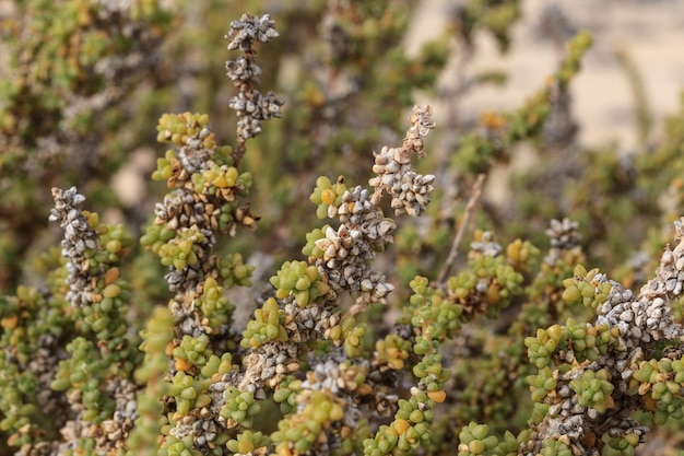 Mesembryanthemum vulgare planta en el desierto