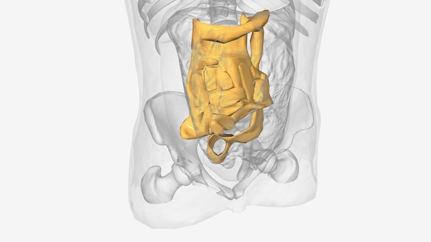 El mesenterio es un pliegue de membrana que une el intestino a la pared alrededor del área del estómago y lo mantiene en su lugar