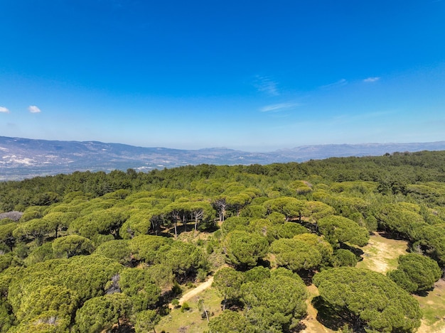 La meseta de Kozak se encuentra entre los centros del distrito de Bergama-Ayvalık dentro de las fronteras de İzmir en el Egeo. Vista aérea de drones de árboles de Pinus pinea en la meseta de Kozak. Kozak yaylasi - Turquía.