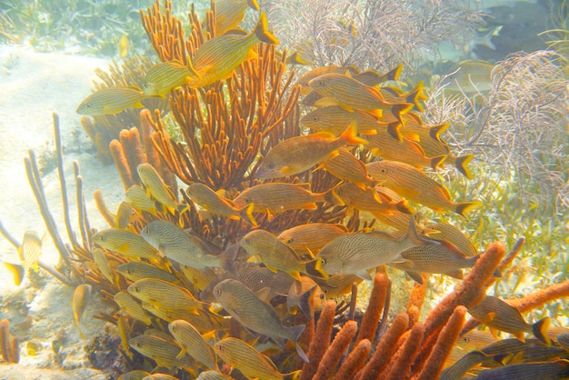 Mesoamerikanische Barriere Great Mayan Reef