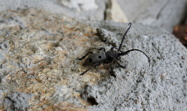 Mesosa curculionoides. Escarabajo, primer plano