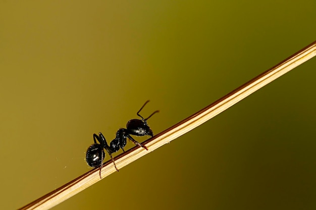 Messor messor es un género de hormigas de la familia formicidae.