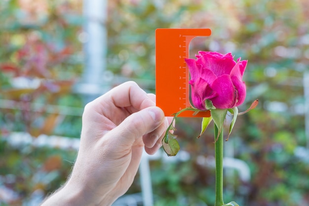 Messung mit einem Lineal einer Knospe einer Rosenblüte auf unscharfem Hintergrund