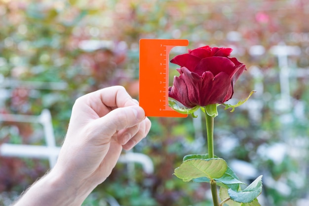 Messung mit einem Lineal einer Knospe einer Rosenblüte auf unscharfem Hintergrund