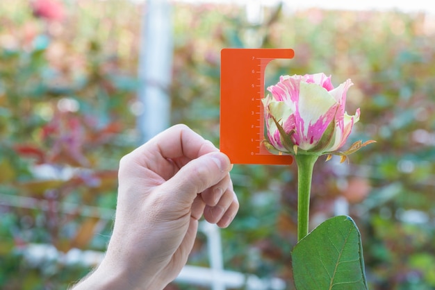 Messung mit einem Lineal einer Knospe einer Rosenblüte auf unscharfem Hintergrund