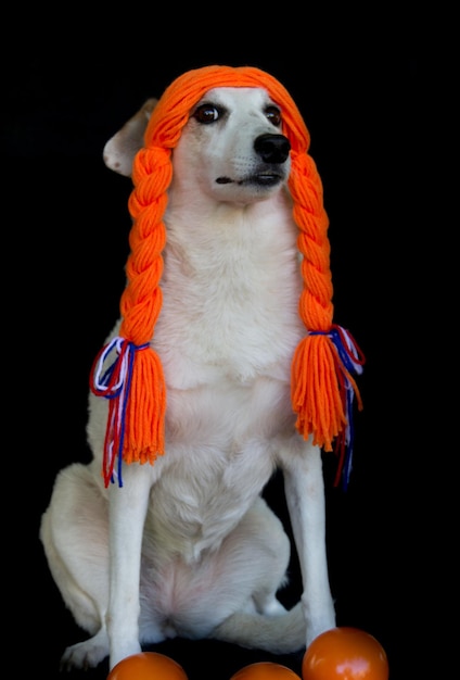 Mestizo-Hund mit Zöpfen und orangefarbenen Bällen, die den Koningsdag feiern