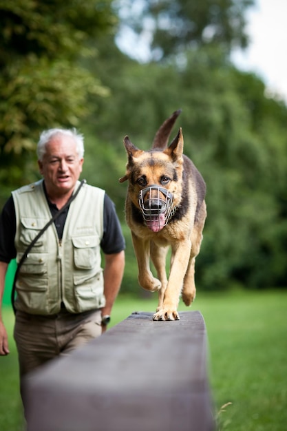 Mestre e seu obediente cão pastor alemão em um centro de treinamento de cães