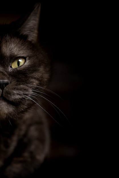 Metade do rosto de um gato preto com olhos amarelos em backbround escuro.