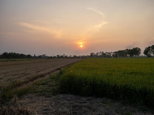 Metade dos campos de arroz já foram colhidos no campo da tailândia vista frontal com o espaço de cópia