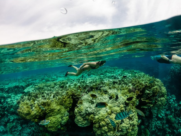 Metade tiro subaquático de mulher mergulhando em recifes de corais