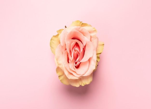 Metáfora erótica Botão de rosa com pétalas parecidas com vulva Linda flor como plano de fundo