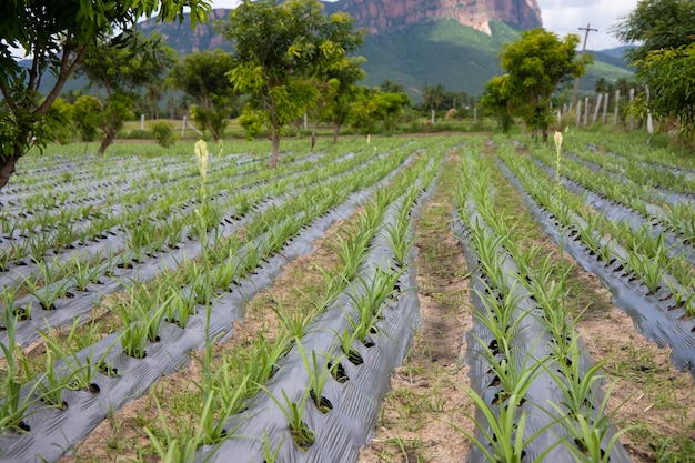 Foto método de irrigação por gotejamento na índia campo agrícola