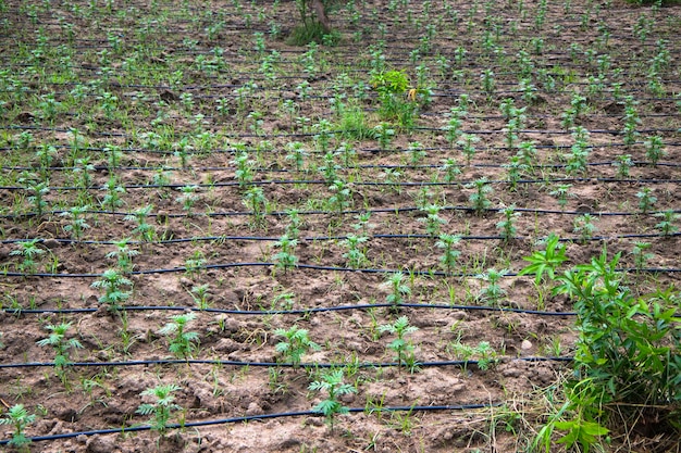 Método de irrigação por gotejamento na Índia Campo agrícola