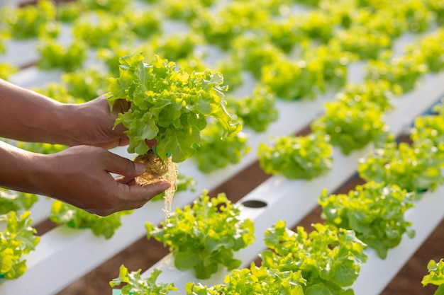 Método hidropónico de cultivo de plantas usando soluciones de nutrientes minerales, en agua