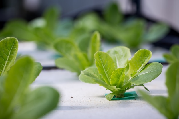 Método hidropónico de cultivo de plantas utilizando soluciones de nutrientes minerales en Tailandia