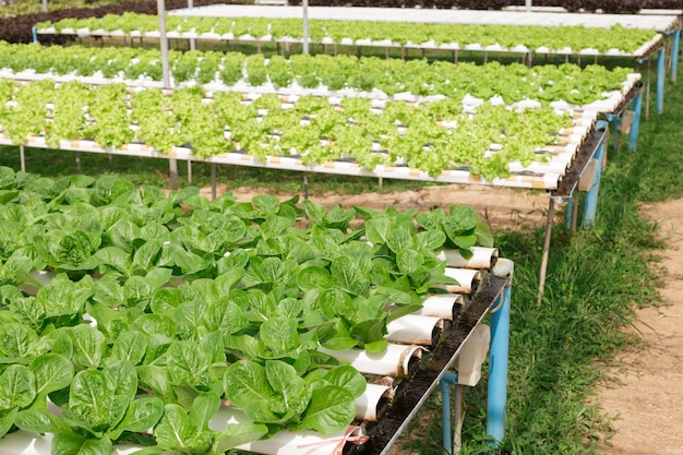 Foto método hidropónico de cultivo de plantas utilizando soluciones de nutrientes minerales.