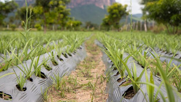 Foto método de riego por goteo en la agricultura en la india campo agrícola