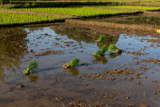 Método tradicional de plantación de arroz en Pakistán