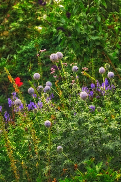 Meu jardim Flores e plantas coloridas brilhantes ou folhagem florescendo em um jardim na primavera Violet Globe Thistle Echinops crescendo no jardim em um dia ensolarado de verão Um lindo quintal na temporada