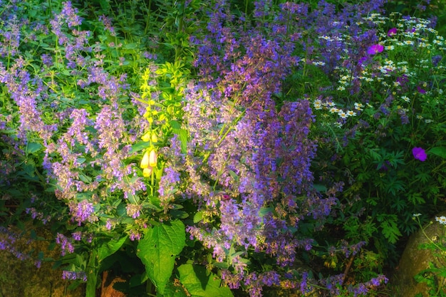 Meu jardim Lindas flores desabrochando em junho Um jardim de lindas flores roxas na sombra com o sol espreitando aqui e ali Plantas roxas em um jardim estão todas em flor