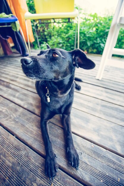 Meu primeiro bichinho de estimação Cachorrinho preto fofo está esperando no jardim