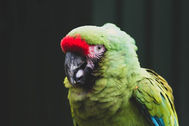 Mexicano Loro tropical de cabeza roja en un brunch, zoológico. aves. Aves exóticas de colores.