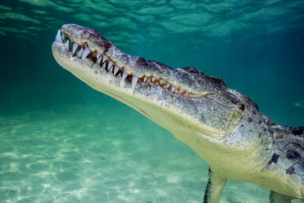 México, cocodrilo americano bajo el agua
